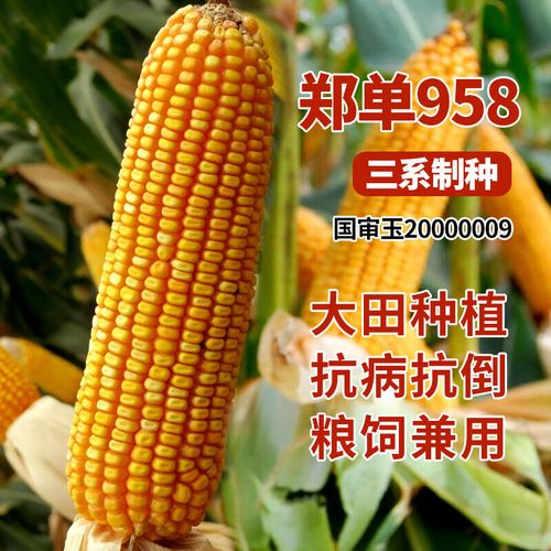 禾之润大田玉米种子郑单958饲料玉米种良玉99矮大棒南方杂交苞米种 郑