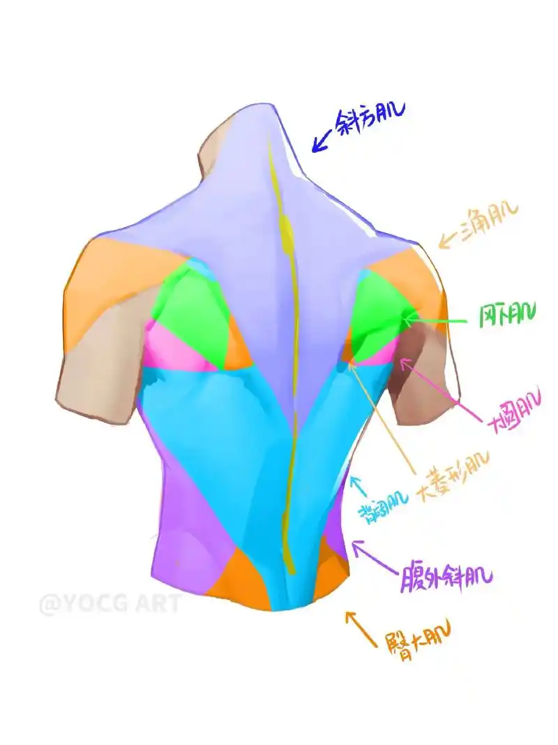 【课堂笔记】背部肌肉 概括画法 画背部结构时,需要注意: 背 - 抖音