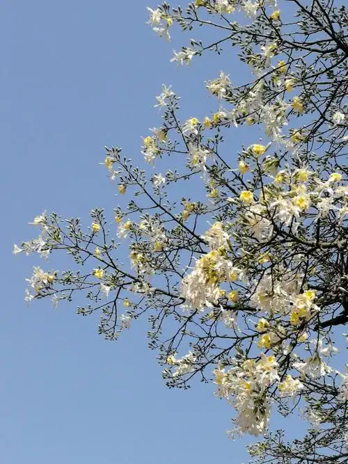 开白色花的异木棉