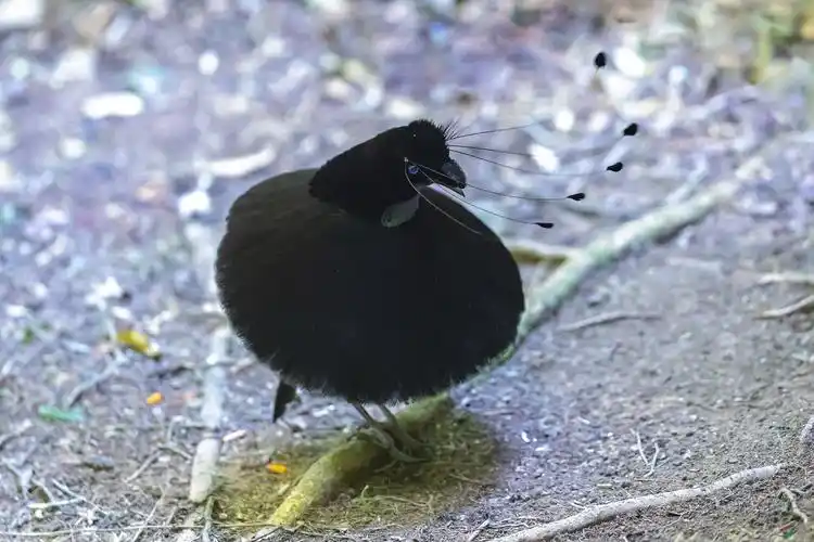 阿尔法六线天堂鸟