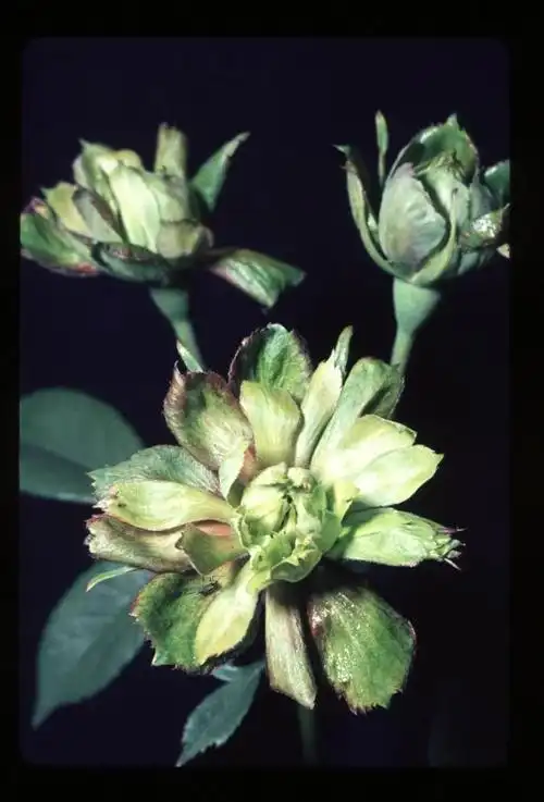 罕见的绿色月季绿萼