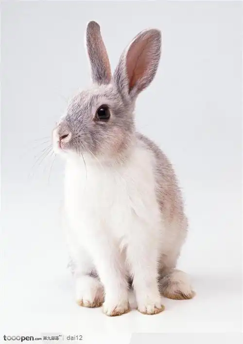 动物表情特写-歪头的小兔子