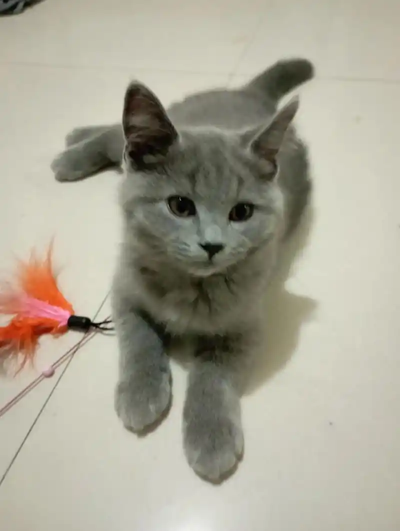 小可爱.家庭繁育英短,一母三公,   90天 无病无癣,无泪 - 抖音