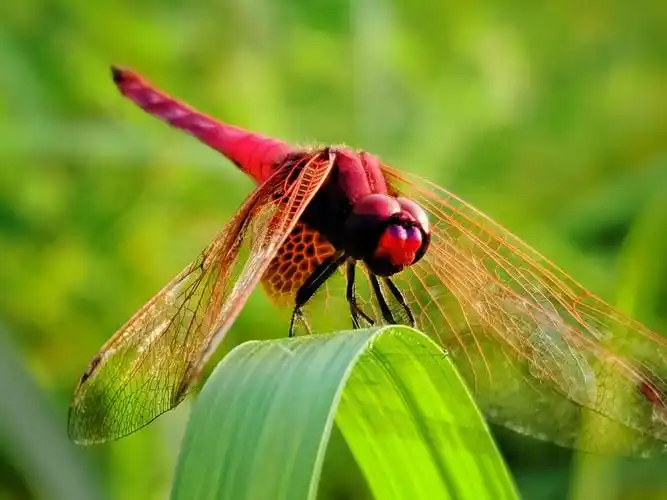 秋阳绿草红蜻蜓
