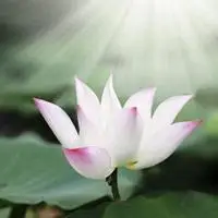 白荷花头像图片 洁白的荷花头像_微信头像图片大全