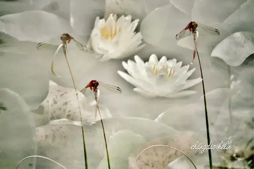 蜻蜓飞舞在池塘