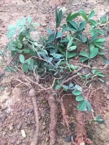 中药生姜的功效与作用_中药千斤拔功效与作用_中药土牛膝的功效及作用