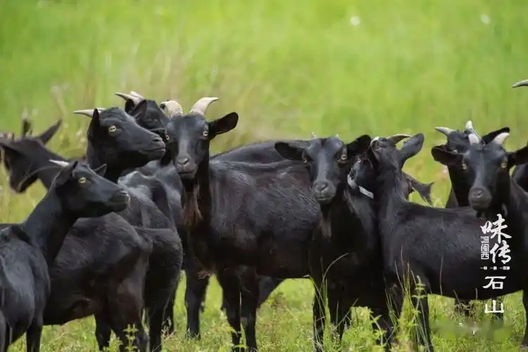 而常常在岩石上觅食的武平石山羊正是武平人刚毅韧劲性格的缩影作为