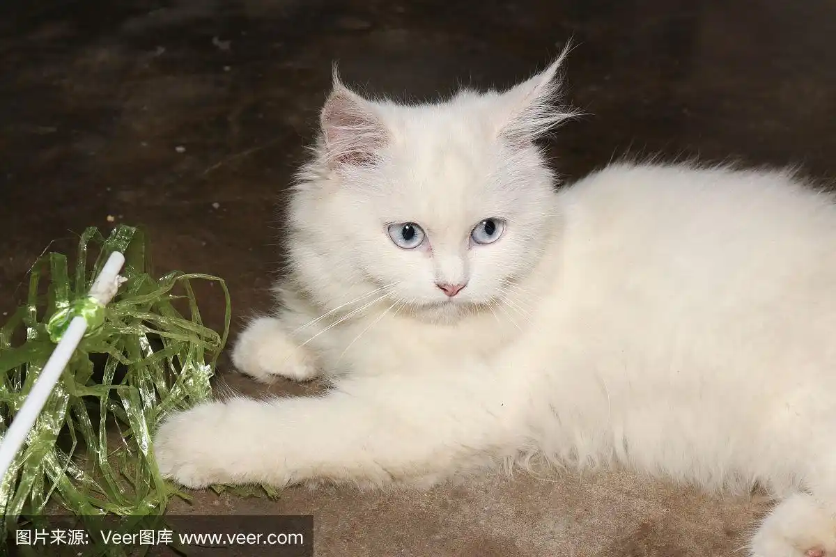 白色的波斯猫看着什么东西,但左爪抓着绿色的塑料玩具