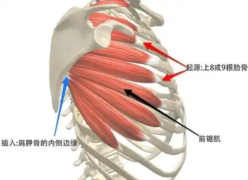 前锯肌是一种你可能会经常听到的肌肉,因为它是现代人身上最虚弱的