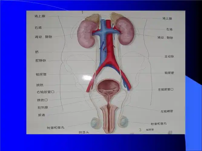 泌尿系统梗阻概论.pptx 38页
