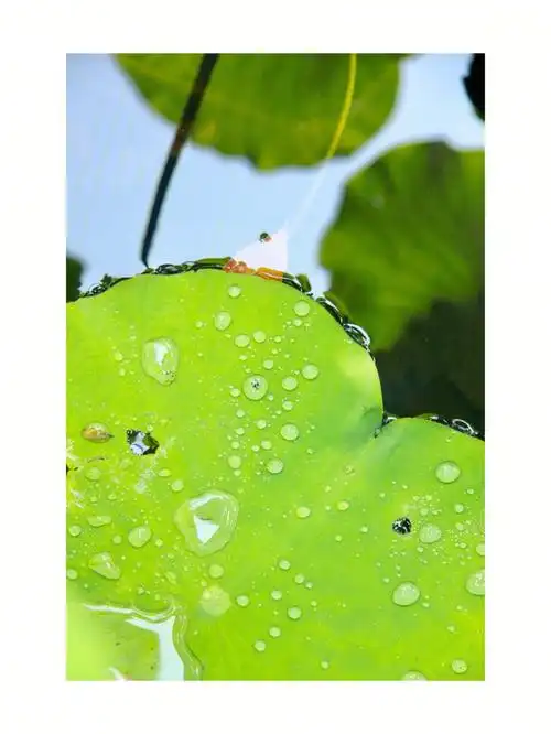 1080_1439竖版 竖屏