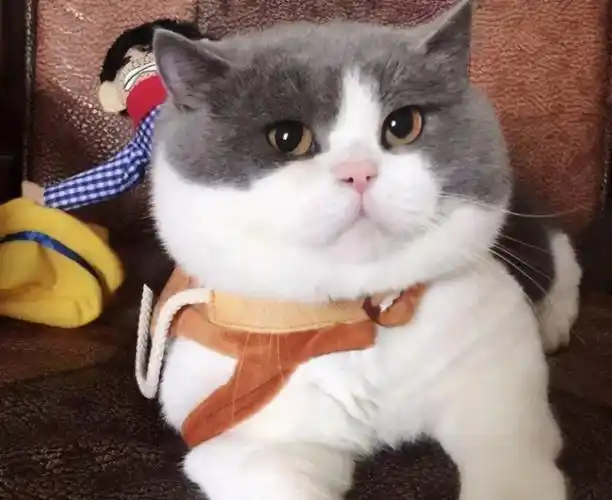 如何拥有一只胖脸猫猫咪发腮需要满足这5个条件