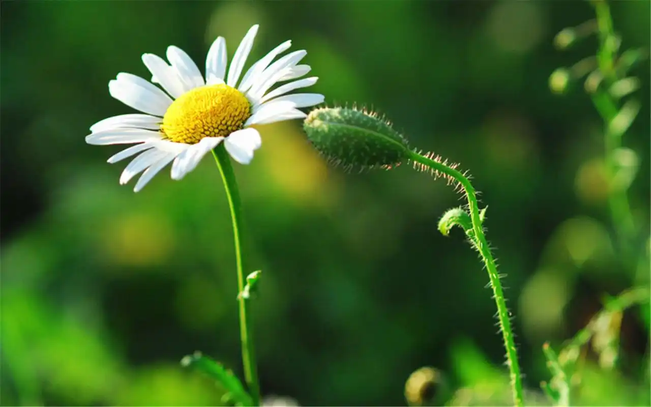 雏菊文艺小清新自然风景桌面壁纸