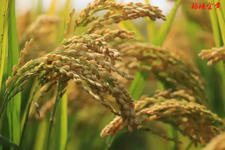 稻香,飘来了丰收的序曲,飘来了滋润心田的喜悦.