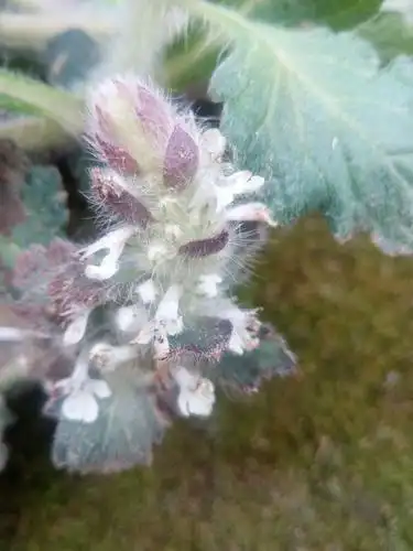 正宗野生中药材白毛夏枯草散血草破血丹苦草白头翁筋骨草鲜品500g