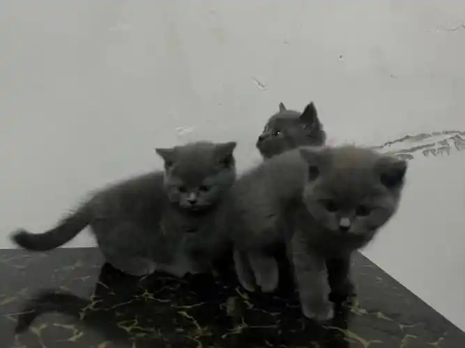 卖猫啦350一只英短蓝猫