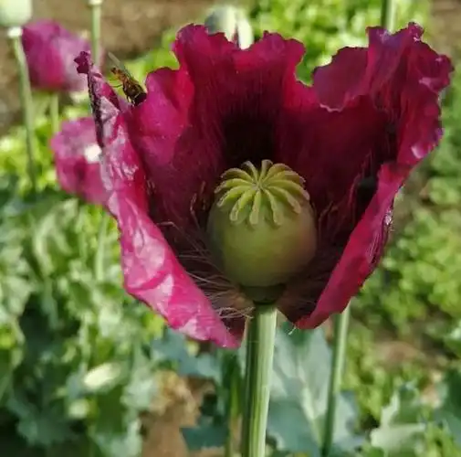 叶子|植物|蔬菜|虞美人|罂粟花_网易订阅