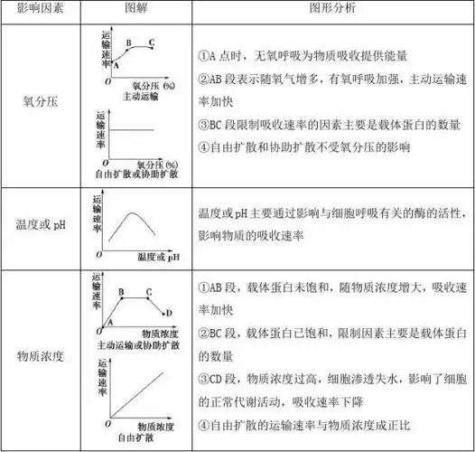 包括氧气浓度,温度,ph 等,这些影响细胞呼吸的因素都会影响主动运输