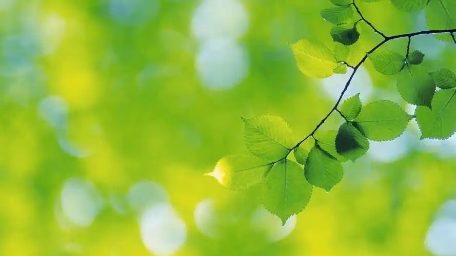 壁纸图片大全 宽屏 > 绿色护眼电脑桌面壁纸