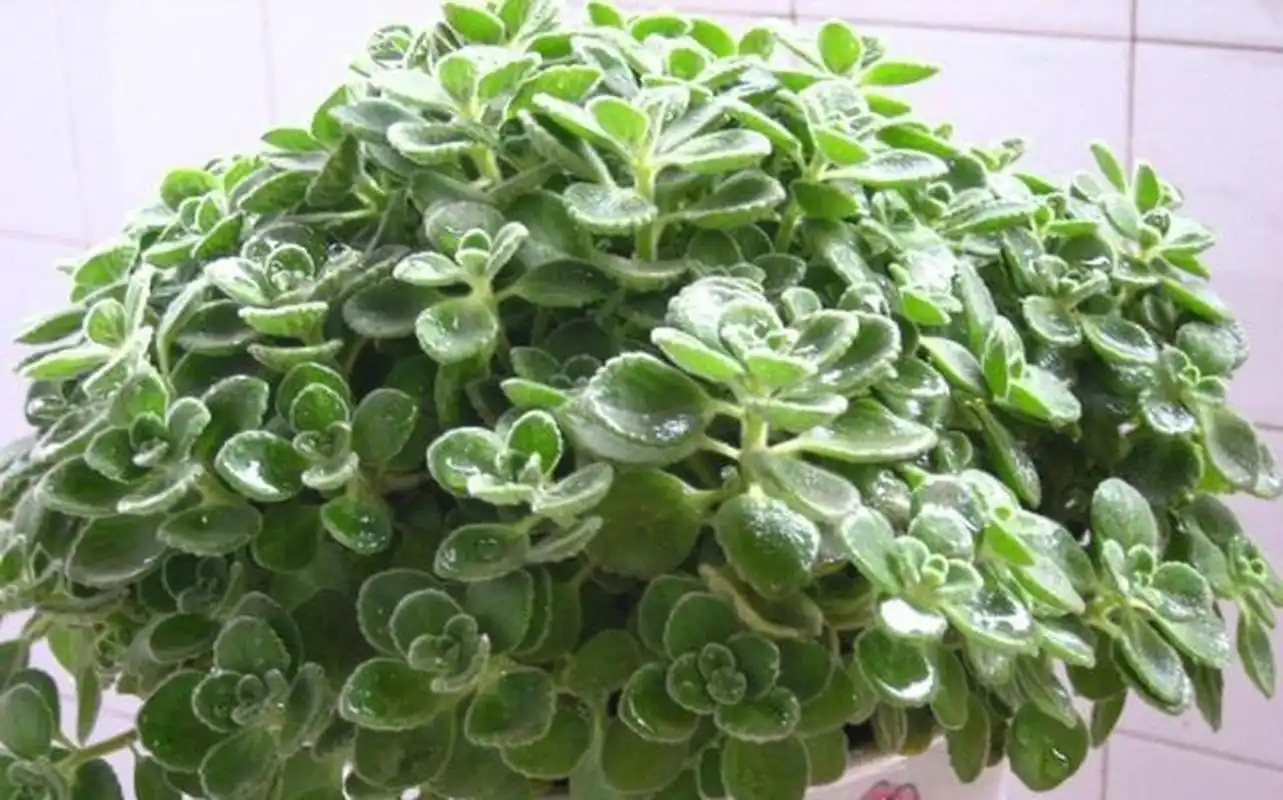 的枝叶,能散发出一股浓郁的香味 [樱花][樱花]碰碰香又名绒毛香茶菜