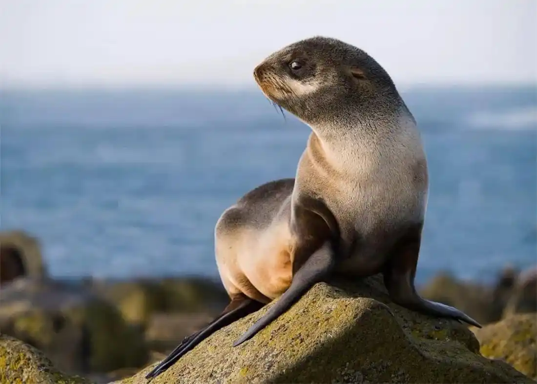 青岛海域出现稀奇海狗,长胡须如同雷达,洄游可关闭一半大脑小睡