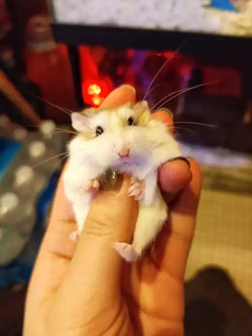 这位小布丁揉起来手感好软糯