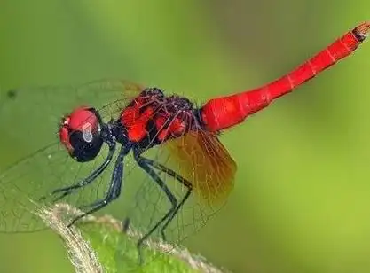 [3]中国蜻蜓的种类:needham(1930-1932)在《中国蜻蜓手册》及其后增订