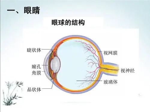 下面我们一起来看一看眼睛的结构吧!