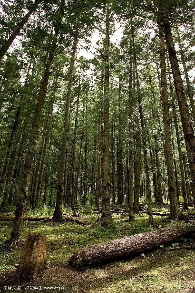 中国,四川,九寨沟,原始森林