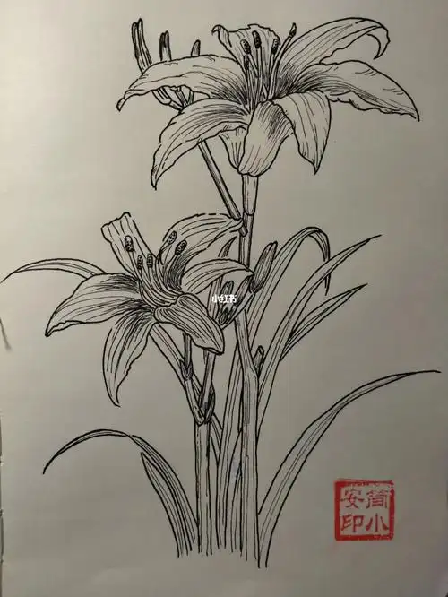 植物线描8→萱草