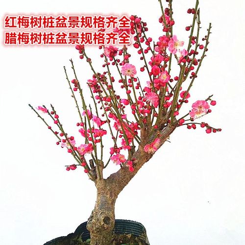 园林腊梅骨里红梅花中国红中华梅花乌梅花老桩耐热室外室内耐寒