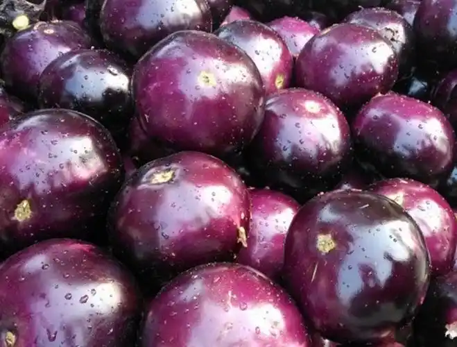 新鲜老品种紫茄子圆茄子灯泡茄子烧烤茄子材料5斤时令蔬菜团建送礼