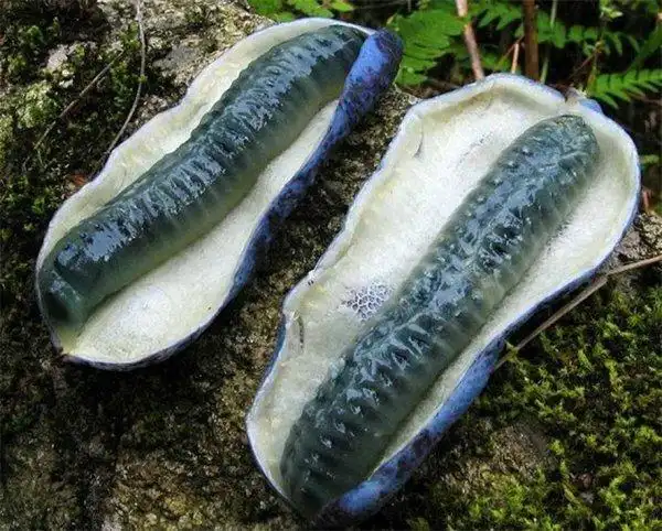 盘点世界最稀有的水果这十种你吃过哪一种