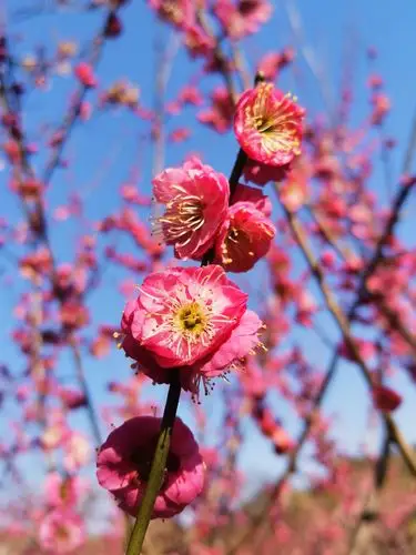 梅花,腊梅花,雪下的风景