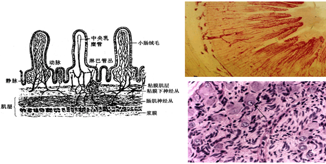 消化管道的血管,淋巴管和神经分布十二指肠腺:分支管泡状腺,开口于肠