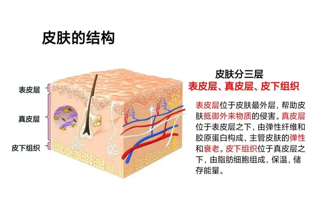 皮肤结构:表皮层   真皮层    皮下组织 #干货#分享# - 抖音
