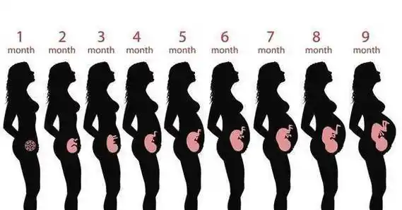 而唯一变小的时候就是临盆的时候,因为胎儿入盆以后宫高就会变低一些