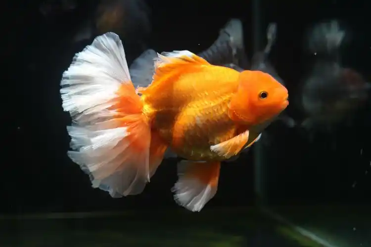 24k"金"鱼!补上金鱼独缺"金"的千年遗憾_武汉_新闻中心_长江网_cjn.cn