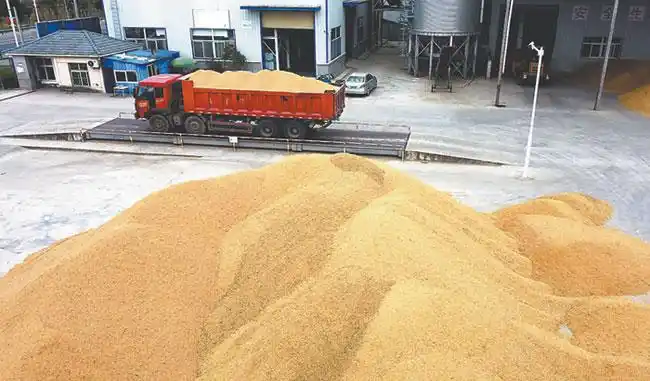 水稻收获谷满仓