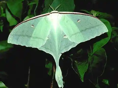 长尾水青蛾(indian moon moth)