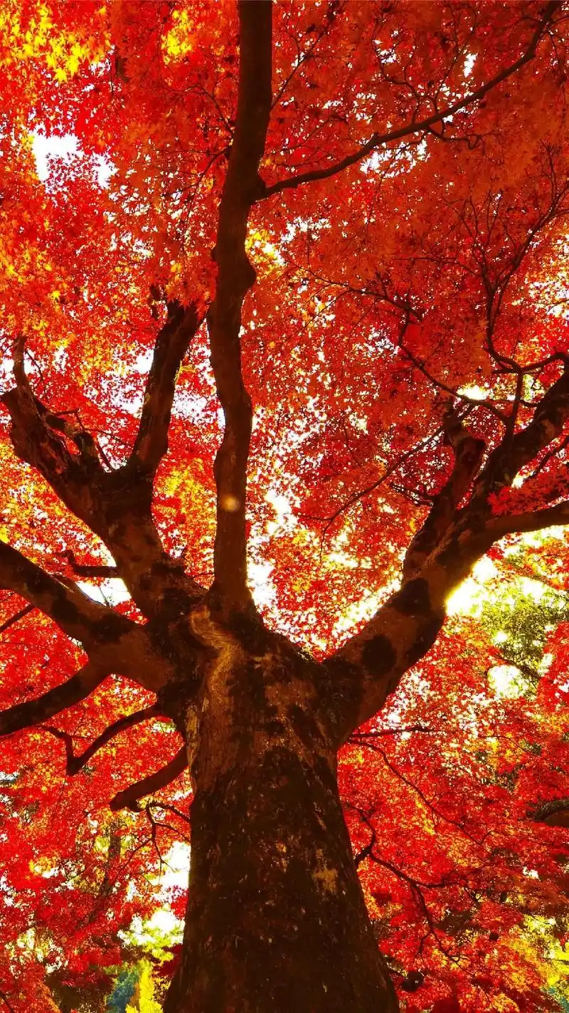 砚山的枫叶红了,怎么拍好看呢?