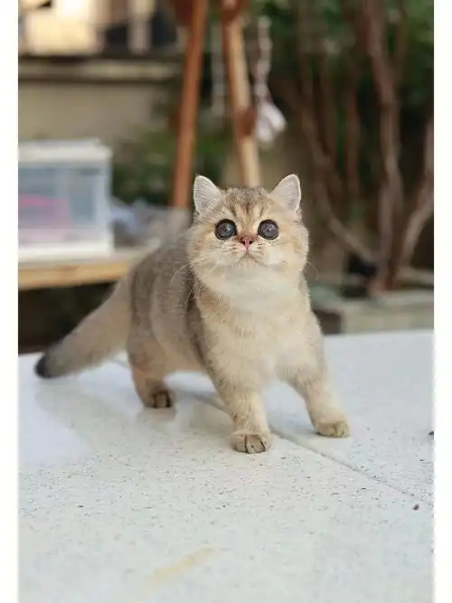 英短金渐层该有的样子