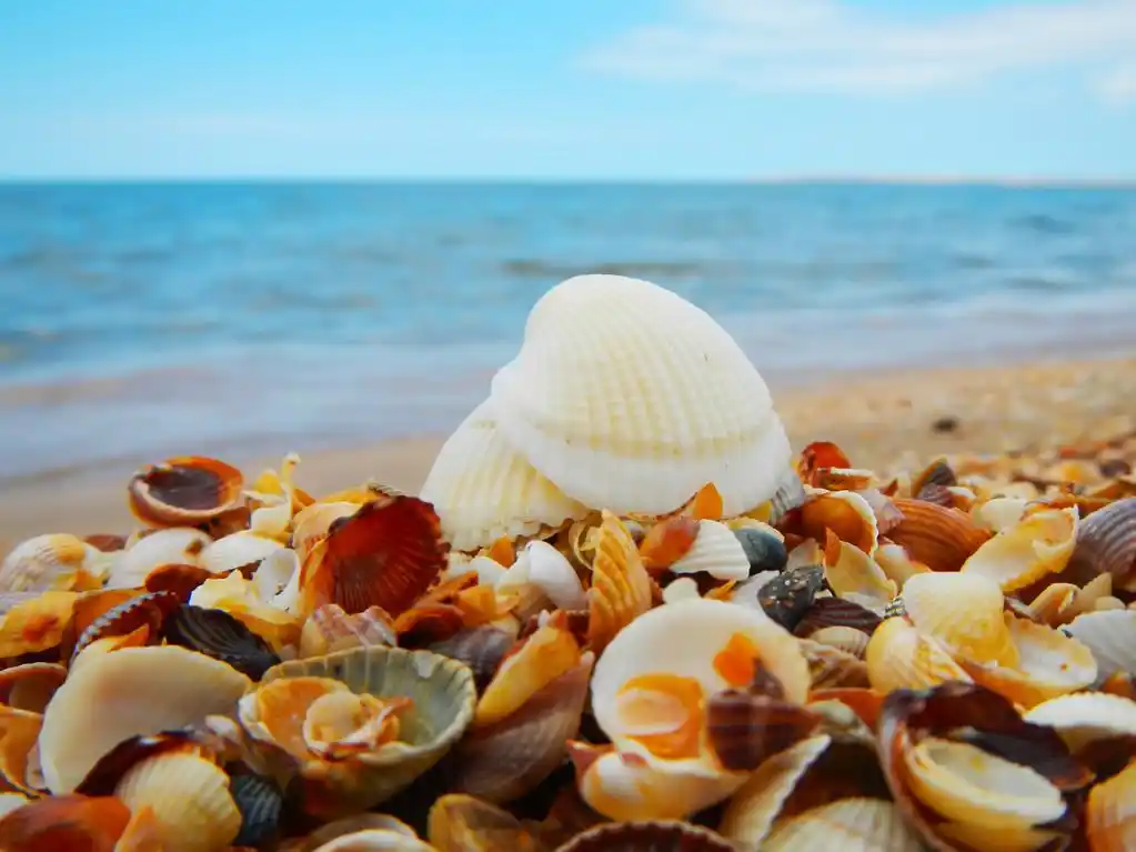 有壳的海景,风景与热带海滩上的贝壳
