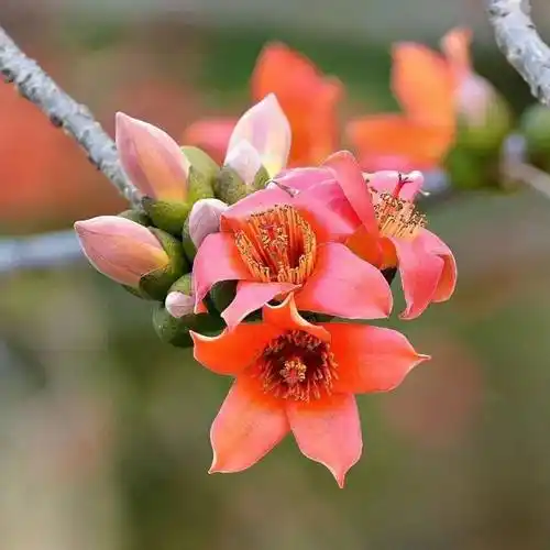 广东人专属的木棉花语:清热祛湿!_功效_食用_材料