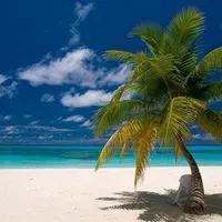 微信头像椰子树自然风景点击鼠标右键下载