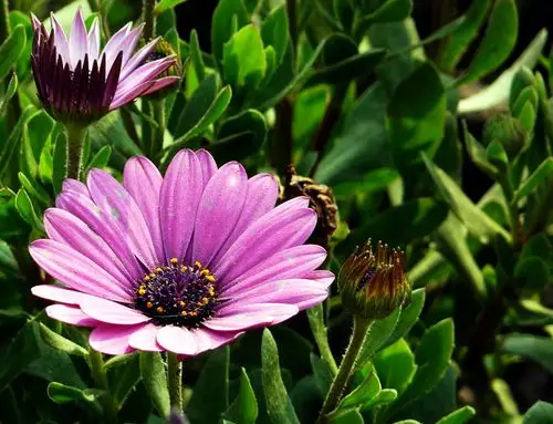 百花齐放百花齐放(十一)草本花卉