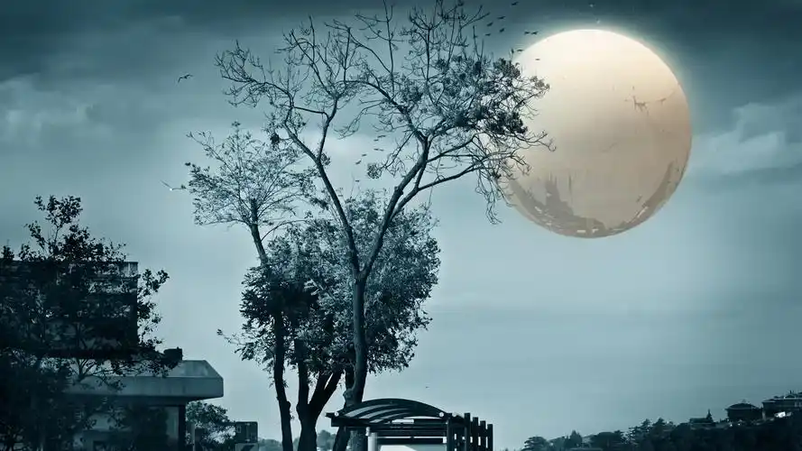 1920x1080 全高清树木,月亮,夜晚,创意设计 壁纸, 图片