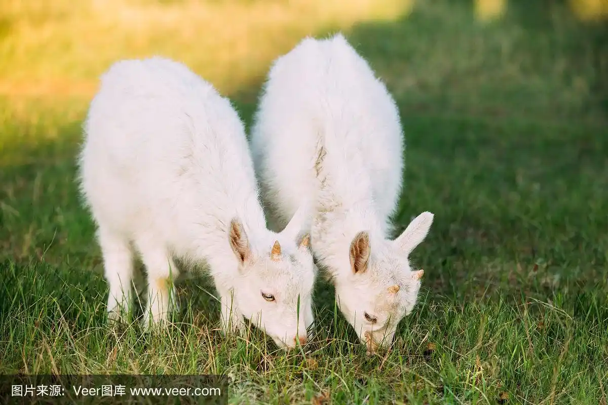 在一个阳光明媚的日子里,两只小山羊在绿色的夏日草地上吃草