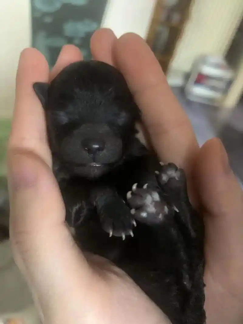 灰泰迪妮小姐蜕变的过程